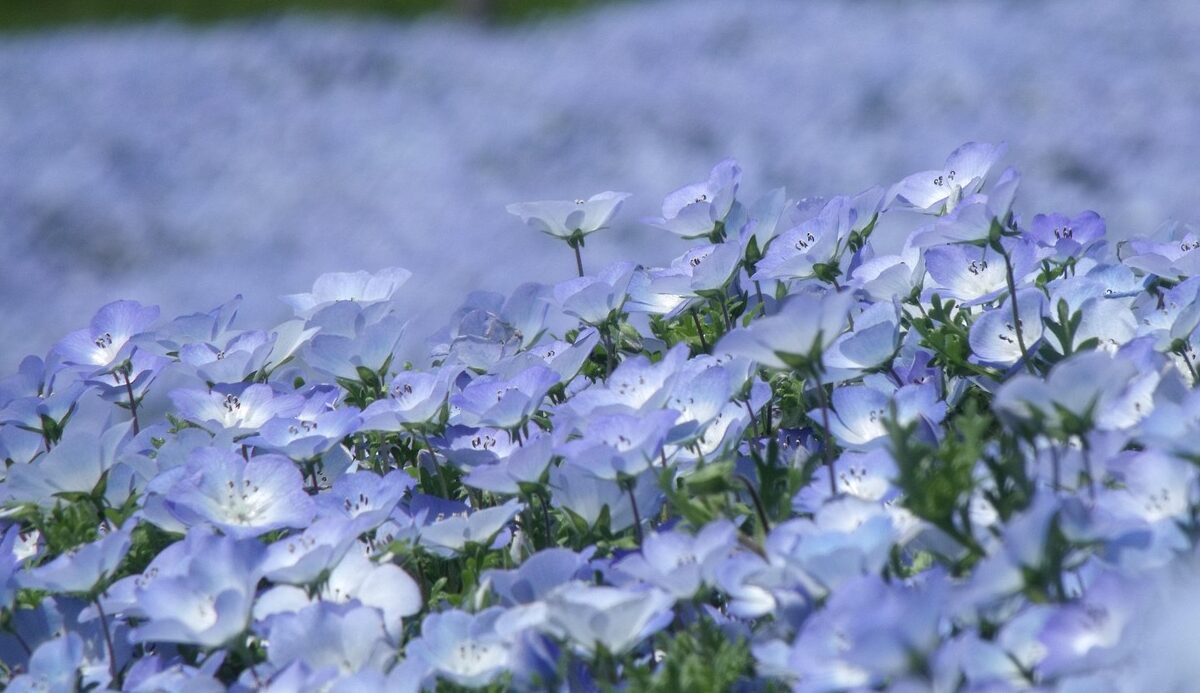 紫の花